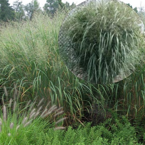 Panicum virgatum 'Thundercloud' - Vitshirss 'Thundercloud' P9/0,55L   